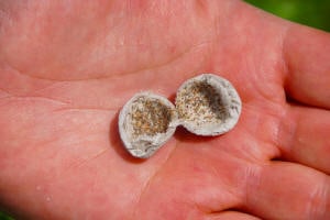 Geöffnete Trichogramma-Kugel in der Handfläche, innen die Wirtseier mit den Schlupfwespen