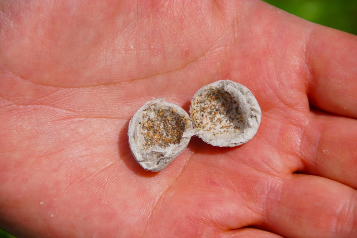 Geöffnete Trichogramma-Kugel in der Handfläche, innen die Wirtseier mit den Schlupfwespen
